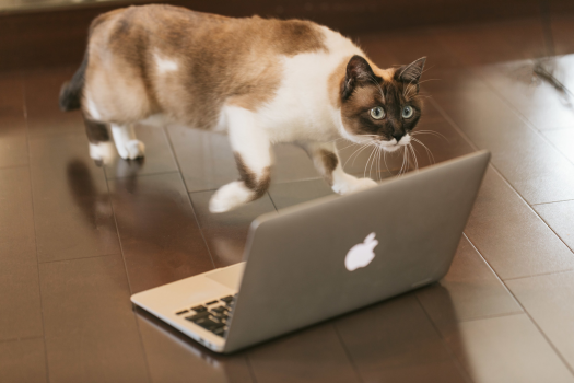 イメージ画像_パソコンを見る猫
