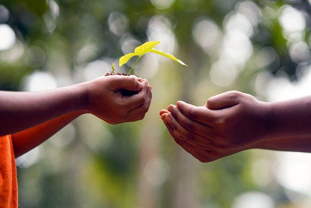 hands, soil, plant