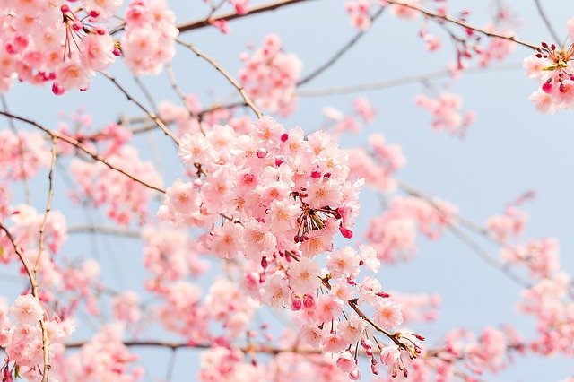 cherry blossom tree, pink, flowers